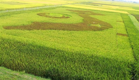 Une carte du Vietnam dans un champ de riz