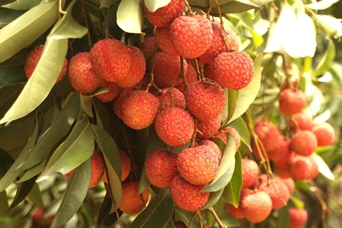 Les exportations de litchis vers la Chine atteignent 42 millions de dollars