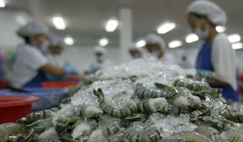 Hausse de 2,3% des exportations de crevettes au 2e trimestre