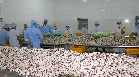 Les Américains friands de bivalves vietnamiens 