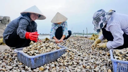 L’élevage des mollusques bivalves gagne du terrain au Vietnam