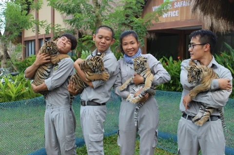 Quatre petits tigres voient le jour sur l’île de Phu Quôc