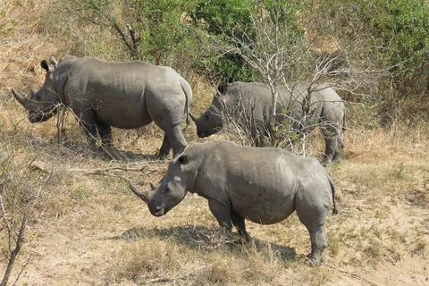 Le Vietnam appelle à ne pas légitimer le trafic des cornes de rhinocéros