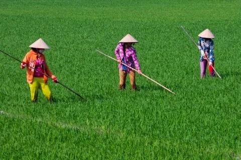 Agriculture: comment le Vietnam s’adapte-t-il au changement climatique?