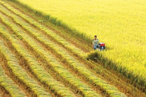 Transformer l’agriculture va stimuler une croissance supérieure, selon la BM