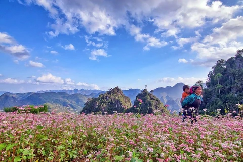 Ha Giang prête pour la 2e fête des fleurs de sarrasin