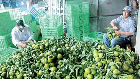 Dans la province de Hâu Giang: Les fruits de la croissance