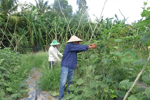 Agriculture bio, avantages et défis pour le delta du Mékong