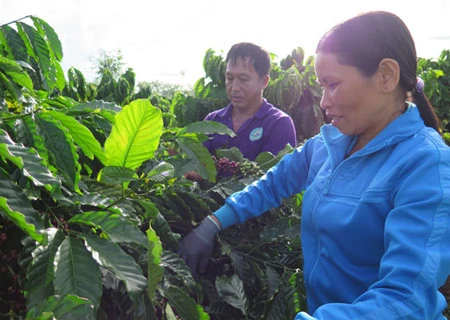 Nouvelle ruralité : quand caféiculture rime avec développement durable