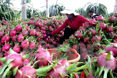 Renforcement de la coopération entre l'Australie et les localités vietnamiennes