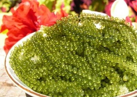 La culture des algues de raisins de mer à Ninh Thuan, un métier rentable