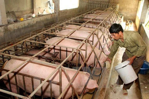 La JICA aide Hoa Binh dans l'élevage des races porcines indigènes