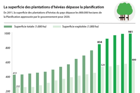 La superficie des plantations d’hévéas dépasse la planification 