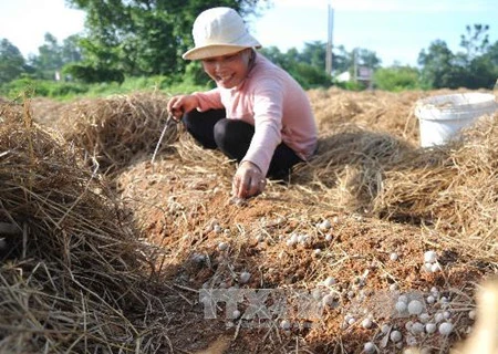 Dans la province de Dông Thap, où champignon rime avec million