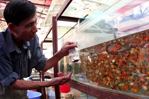 Les exportations de poissons d’aquarium se marchent bien