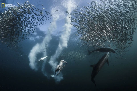 Les plus belles photos nature du monde : le palmarès National Geographic 2016