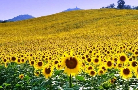 Le Festival du tournesol de Nghê An en approche