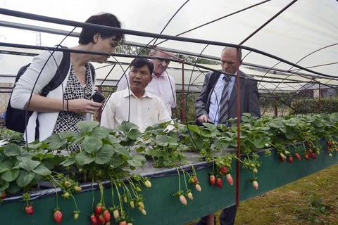 Da Lat sera un centre de production de légumes No.1 en Asie du Sud-Est