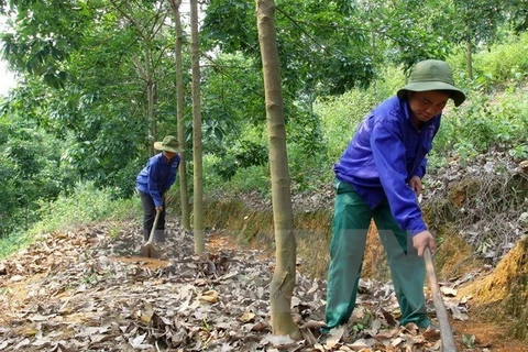 Le Vietnam continue de développer des projets de caoutchouc au Cambodge