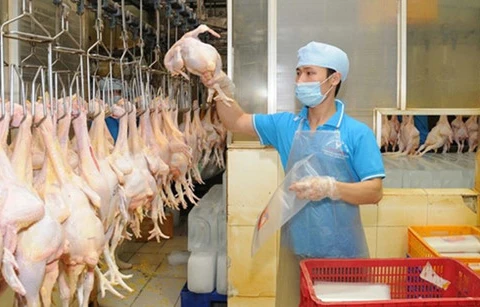 En 2017, le Vietnam exportera de la viande de poulet au Japon et en EU