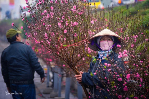 Le marché aux fleurs de Quang Ba, une destination à ne pas manquer à l’occasion du Têt