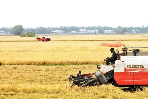 Fierté du secteur du riz vietnamien