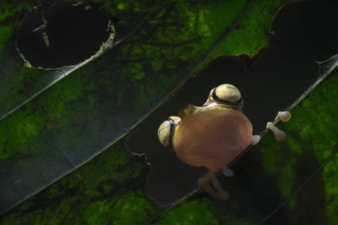 L'image de la femme vietnamienne au top 7 des plus belles photos voté par National Geographic