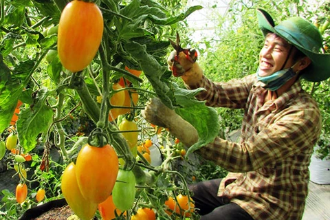 Le secteur agricole du Vietnam séduit les investisseurs japonais 