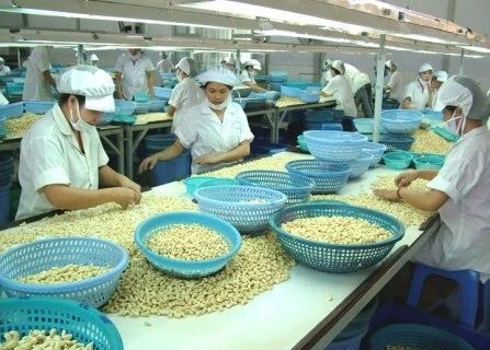 Les exportations de noix de cajou atteindront 3 milliards de dollars en 2017