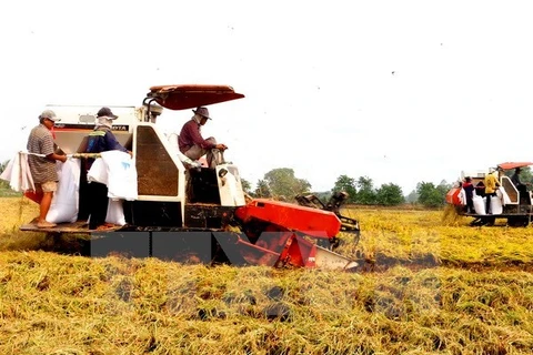 Tien Giang restructure la production agricole