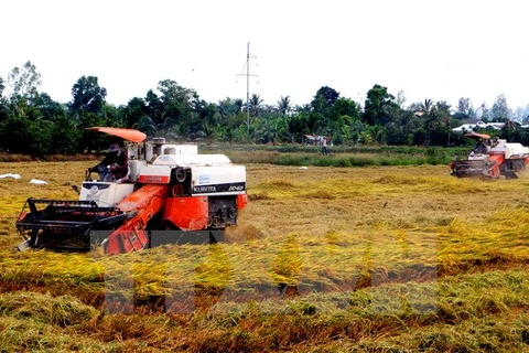 Application de​ normes internationales dans la production durable de riz au Vietnam