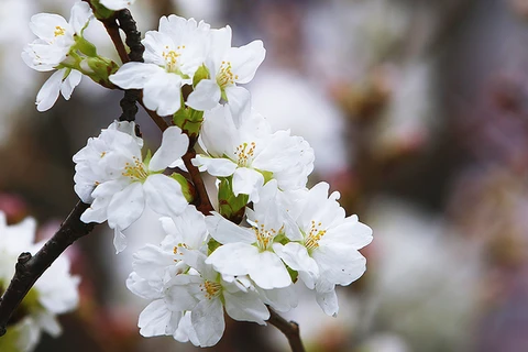 Fête des cerisiers en fleurs à Hanoï, symbole de l'amitié Vietnam-Japon