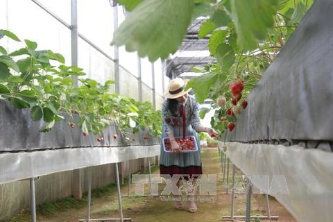 Le Vietnam attire les capitaux japonais dans l'agriculture