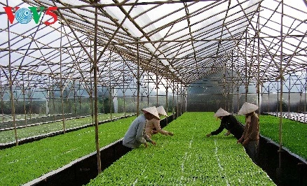 Comment Hà Nam développe l’agriculture high-tech