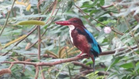 Un projet pour protéger les oiseaux aquatiques rares au parc national Ben En
