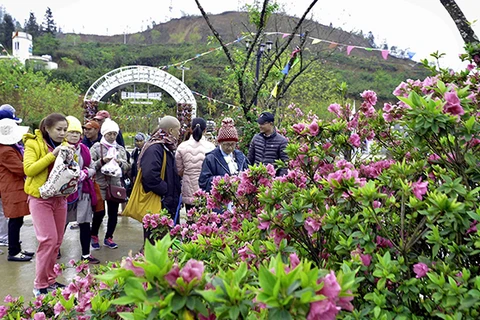 La fête des fleurs de rhododendron à Sa Pa