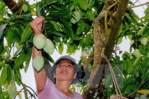 Dông Nai: Les mangues de la coopérative Xoai Suôi Lon entrent sur le sol australien