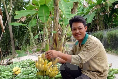 Cân Tho cherche à exporter ses bananes vers la R. de Corée
