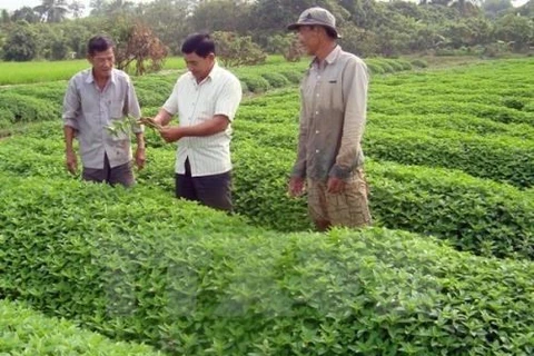 Les entreprises japonaises veulent investir dans l'agriculture biologique à An Giang