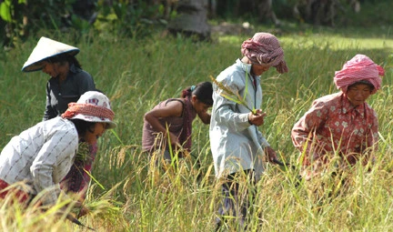 Cambodge : un projet de 61 millions de dollars pour soutenir les petits producteurs agricoles