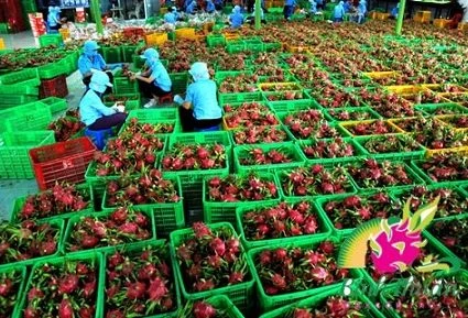 Croissance exceptionnelle pour les exportations de fruits et légumes