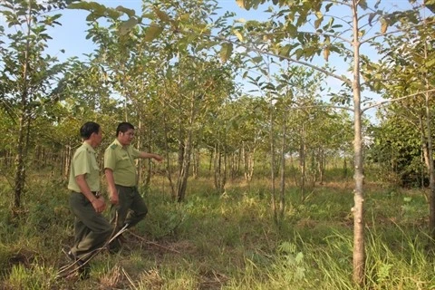 La surface forestière couvre près de 41,19% au Vietnam