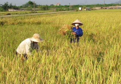 FAO: le Vietnam figure au top 5 pays producteurs de riz du monde