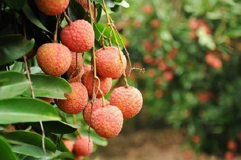 Bac Giang: 80% de litchis seront exportés vers la Chine