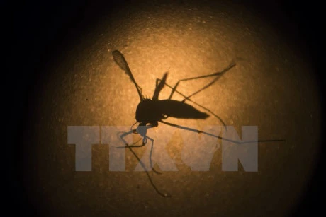 La dengue fait 122 morts en Malaisie depuis le début de l'année