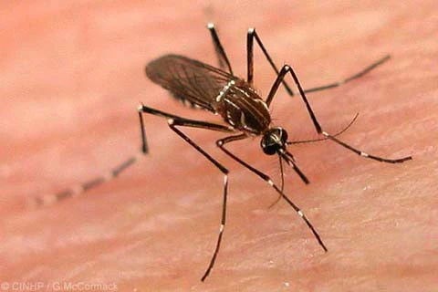 Dengue : des évolutions complexes prévues les derniers mois de l’année