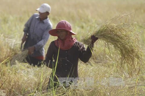 Le Bangladesh va acheter un million de tonnes de riz au Cambodge