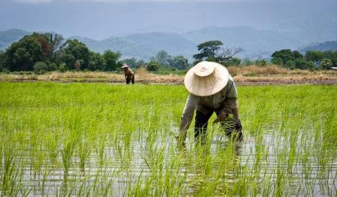 Thaïlande : de nouvelles initiatives pour assister les agriculteurs