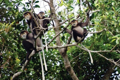 La province de Dong Nai déterminée à protéger des doucs à pattes noires