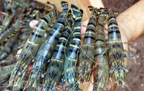 Les crevettes de Cà Mau présentes dans plus de 90 pays et territoires